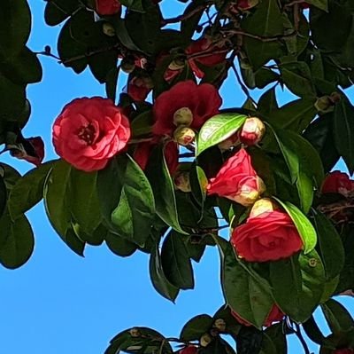 tanuyo1959's profile picture. つぶやきは超スクナメ。OSK箱推し🥰落語は桂二葉推し🌱