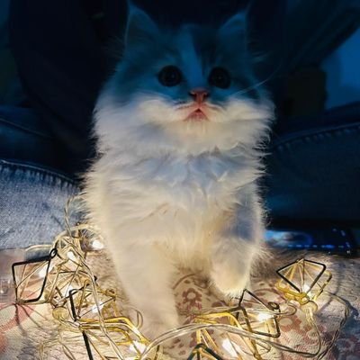 myloveforcats1 Profile Picture