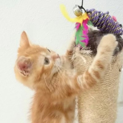 taigaismycat's profile picture. スペシャルウィークと同じ誕生日。 一口馬主でスペシャルウィークの血統で念願の勝利を達成。キャロットクラブ、シルク、DMM、YGGに入会。野球はタイガースファン。愛猫はアメショー。また行きたい場所はハワイ、ワイキキ。これらの繋がりをXを通して皆さんと一緒に過ごすことが出来たらと思います。