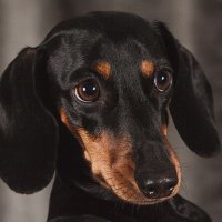 Dachshund_heaven.(USA)(@Dachshund30) 's Twitter Profile Photo