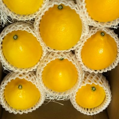 美味しい果皮にこだわった皮愛い♪レモン🍋の摘み取り体験を毎年開催すべく奮闘中？そして夏の青レモンを何とか実現すべく研究中🧪