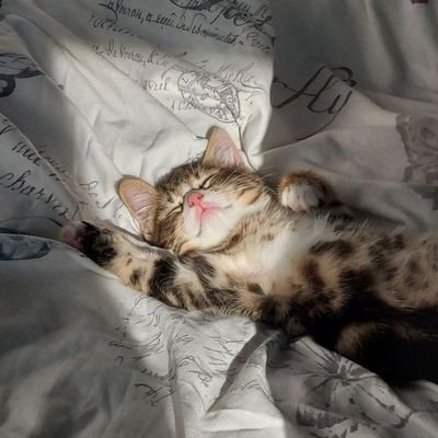 _IAMGODSWILL_'s profile picture. In the process with Elohim🧘‍♂️
Biomedical engineering student, Software developer, AI/ML enthusiast.
A generalist with a specific skill sets.