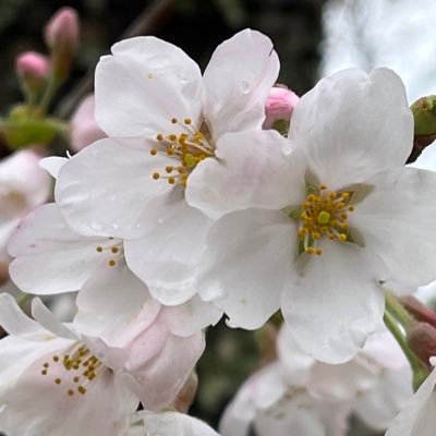 神社仏閣⛩日本の歴史文化好きです。皇室に畏敬の念を持つ普通の人です。美術鑑賞が好きです☺️ 最近は花🌸自然🌿など気ままに写真を撮っています。（在宅ワーク、起業、副業、エロ、現金配布、投資、勧誘等はご遠慮願います🙇‍♀️）※現在、皇室ビジネス（朝敵）と戦闘中につき、ご迷惑をお掛けしております🙇‍♀️