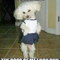 PoodleNoodles97's profile picture. 