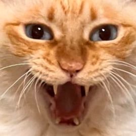 保護猫7匹と暮らす多分人よりめちゃくちゃ走りまくる世にも珍しい漫画家兼イラストレーターでとある会社の偉い人、、、なのに眼球使用困難症と言う難病を罹って時々白杖