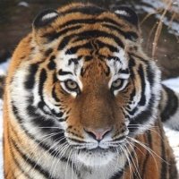 SnowyStripesζΘΔ (@sablefluff) 's Twitter Profile