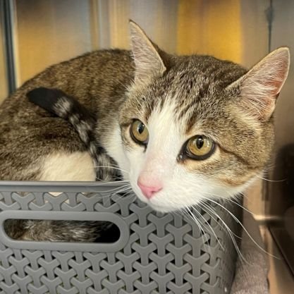 strawb_the_cat's profile picture. i am STRAWBERRY! 🍓 7y/o ♂ 🍓 gotcha day 3/26/23 🍓 hoomom 23 she/her 🍓 🏳️‍🌈🏳️‍⚧️ friend 2 all