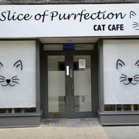 A Slice Of Purrfection (@purrfection123) 's Twitter Profile