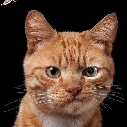 Vergobret_2's profile picture. 