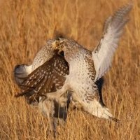 Steve Leach (@stevele45806430) 's Twitter Profile
