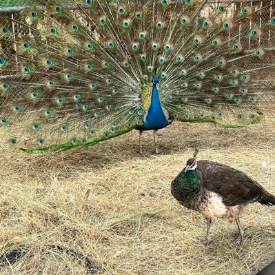 struttinpeacok's profile picture. 