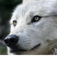 MuhammedAlpaslan (@diner03976048) 's Twitter Profile Photo