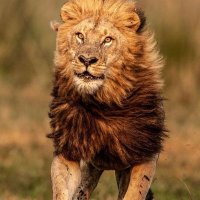 andreas (@andreas1695758) 's Twitter Profile