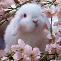 FearfulCooki_ (@fearfulcooki) Twitter profile photo