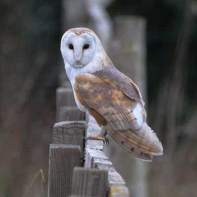 love Photographing wildlife sunsets and sunrises. a member of RSPB and Cumbrian Wildlife Trust. Marfield wetlands  volunteer Warden and love the 1940s weekends