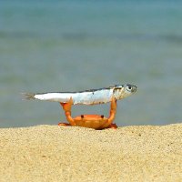 Fish in the News (@fishinthenews) 's Twitter Profile Photo Fish in the News (@fishinthenews) 's Twitter Profile Photo