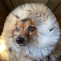 CSS CSS (@csscss99032) 's Twitter Profile