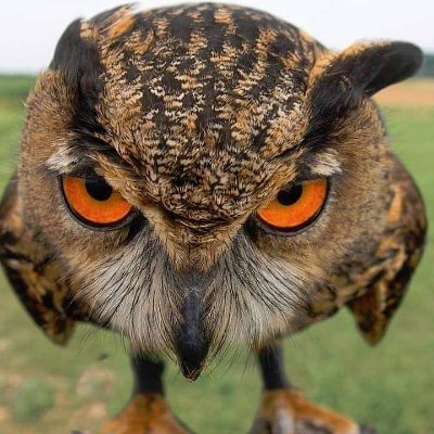OwlNeverLiveItD Profile Picture