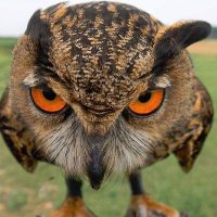 Owl Never Live It Down(@OwlNeverLiveItD) 's Twitter Profile Photo