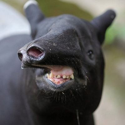 inadequacy incarnate | atmungsaktiv | information-aged | I pass butter | Lesel | Empfehlung https://t.co/m12efBxSmA