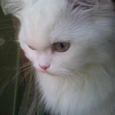 bagchangjun3's profile picture. 