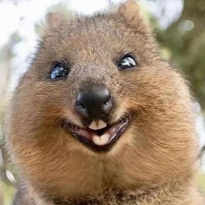 Ratcrazybrasil's profile picture. Por diversão!
sempre levando uma mensagem de alívio ao próximo!
Para de chorar porraaaaa