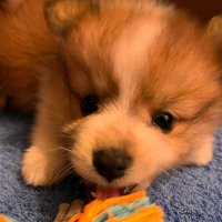 セタ (@seta_shelspi) 's Twitter Profile