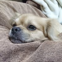 benyonyo_ffxi (@benyonyonyo) 's Twitter Profile