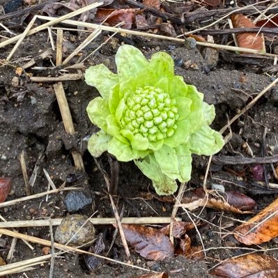 趣味でピアノ弾いてます。植物育てるの好きです😀身体鍛えるぞ😀