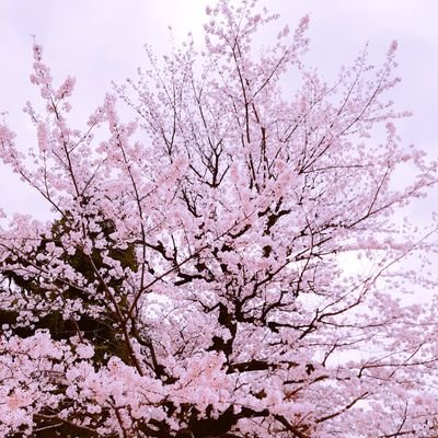 butsu2ratil's profile picture. 出張オバサン→転勤オバサン