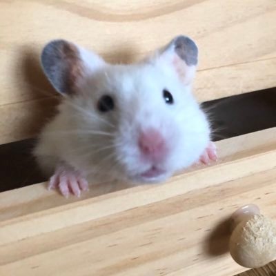 Aoc🐹さんのプロフィール画像