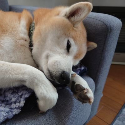 mako__1207's profile picture. 