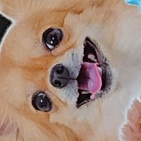 チクワワ (@chikuhuahua) Twitter profile photo