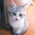 ねこのかかと🐈⬛セミFIRE (@kakatothecat) Twitter profile photo ねこのかかと🐈⬛セミFIRE (@kakatothecat) Twitter profile photo
