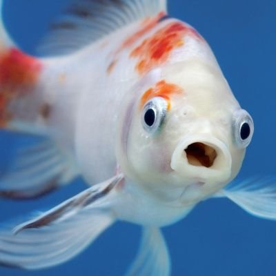 pao_da_livia's profile picture. apenas uma estudante da Etec sofrida