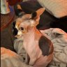 smolcatapple's profile picture. small cat none hair type. calico sphynx. @dollypartoncat is my sister. no tweets are my own