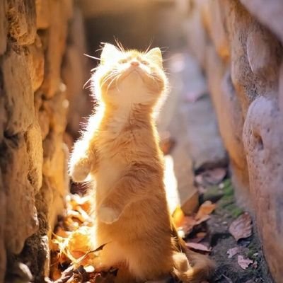RinXi_IICase Profile Picture