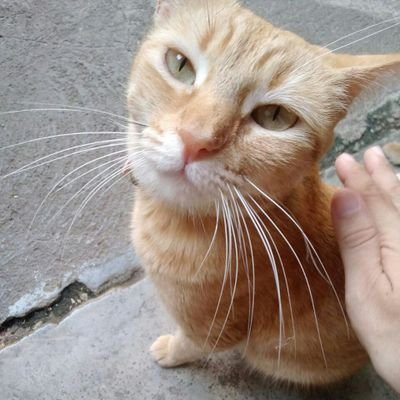 Humana amateur, internauta aficionada, irredenta, libroadicta, gata, soberana.
Bruja.
En todo amar y servir.