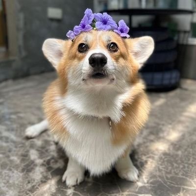 👉 Welcome to @CorgiLovers07👈
🐕 We share daily #corgi dog Contents🐕
🐾 Follow us if you really love corgis🐾