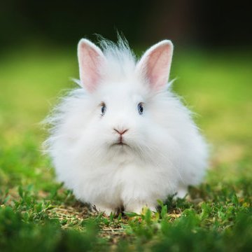 A baby rabbit is called a kit, a female is called a doe and a male is called a buck.