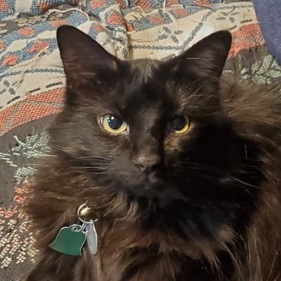 Momx3; Sheltie+cat person; puzzle fanatic; history buff; Red Sox,Patriots,Celtics,CAPS fan; costume drama watcher; popcorn,tea,white chocolate addict; Catholic;