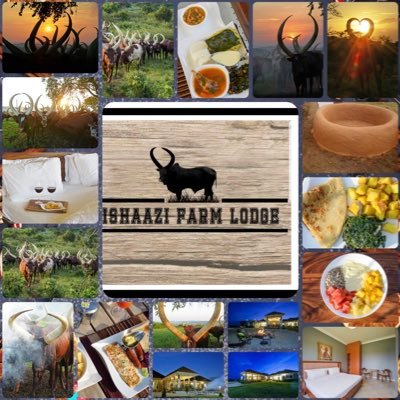 The Ishaazi Farm Lodge is the only destination that offers the Ankole cultural and conservation experience on its expected human geographical scale.