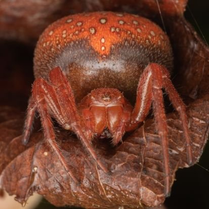 wildlife photographer, with a main interest in spiders of the UK

https://t.co/DQ0AHZAcH6