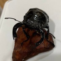 牛マルキン (@ushi_marukin) Twitter profile photo