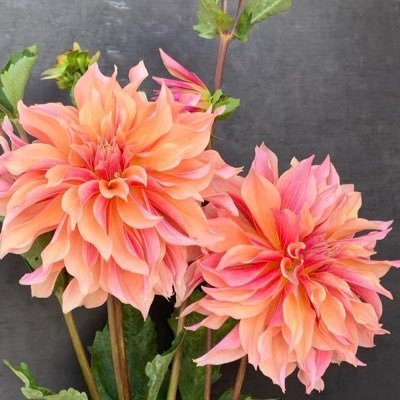 talloranma26640's profile picture. Day for it.

he/him/ia, trans rights, no pasaran

Yes I have pronouns, so do you.