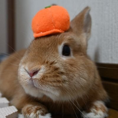 114514_saab's profile picture. 我知無知