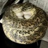 k0326e's profile picture. カーペットパイソンが好きです🐍 繁殖や販売もしておりますので気になる方は→@tnpythonsにお願い致します。