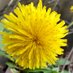 Dandelion (@vntwc4naazwism1) Twitter profile photo Dandelion (@vntwc4naazwism1) Twitter profile photo
