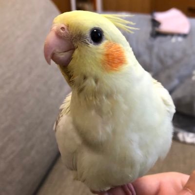 胡桃を絶対幸せにするマン。 🔰オカメインコ飼育は初めてなのでいろいろ教えて下さい🙇‍♀️♡オカメインコパイドの胡桃（クルミ）2023.2.8生まれ。お迎え2023.3.25🌸🐥