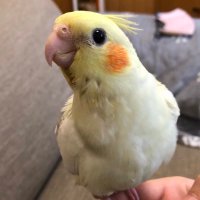 胡桃@オカメインコ🌸 (@kurumi2838325) 's Twitter Profile Photo 胡桃@オカメインコ🌸 (@kurumi2838325) 's Twitter Profile Photo